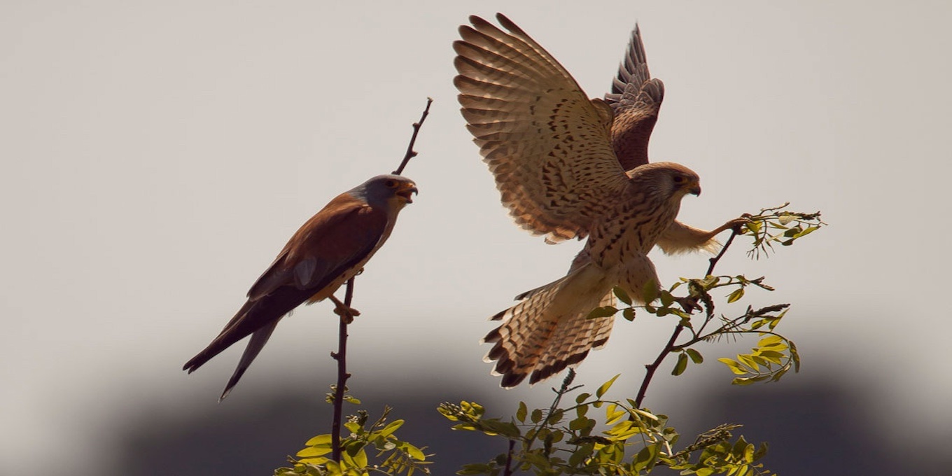 Faucon crécerellette couple